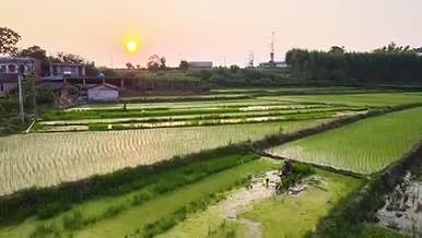 宁静田园风光种田水稻4K航拍视频的预览图